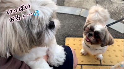 8匹に囲まれてビビりまくり！