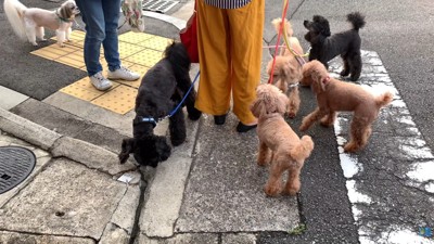 お散歩中にワンコ6匹と遭遇