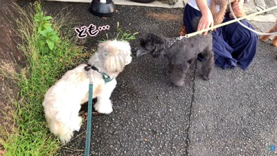 ご挨拶にきてくれたら…