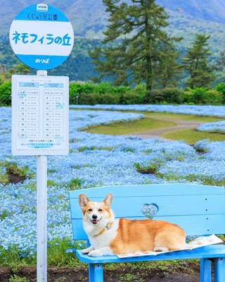 モデル