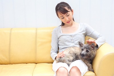 膝の上に乗る犬