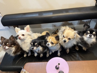 チワワズ