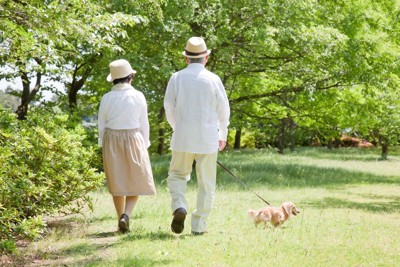 散歩する後ろ姿、ダックス