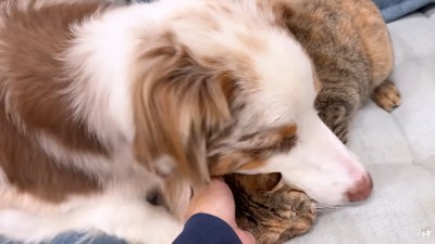 たまちゃんにすり寄るガルチェロくん