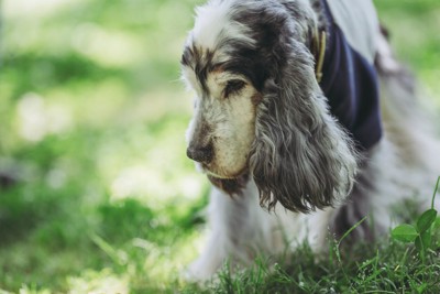 散歩する老犬