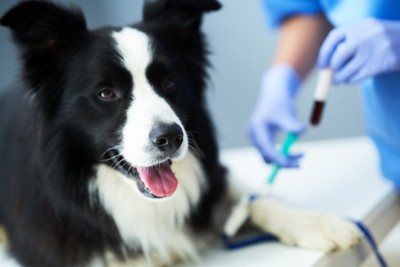 犬の採血のイメージ