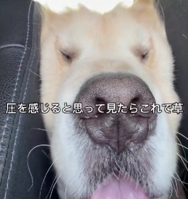 本当にわんこ…？