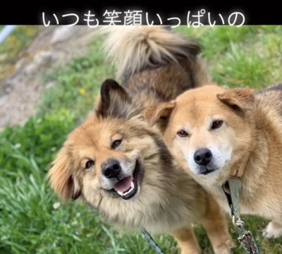 他のワンコとも仲良し