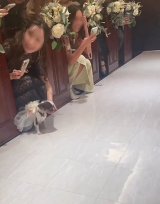 女性の目の前に座り込むチワワ