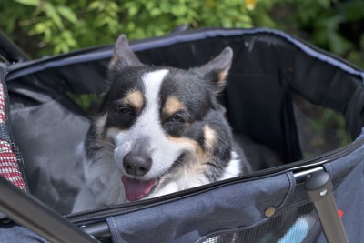 ドッグカートに乗って散歩する老犬