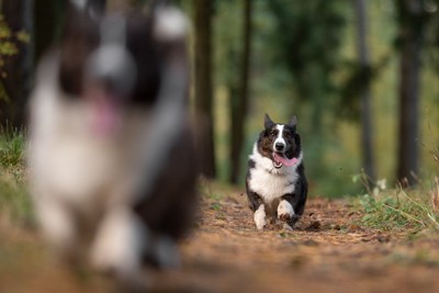 ダッシュする犬