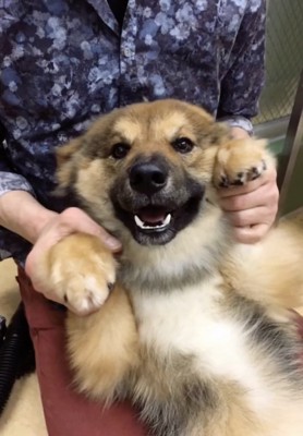 以前とは別犬のよう