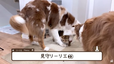見守るリーリエちゃん