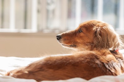 犬の後ろ姿