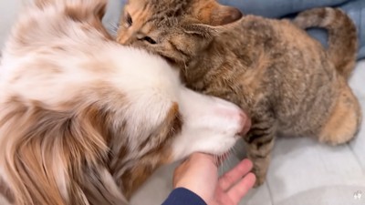 ガルチェロくんに噛みつくたまちゃん