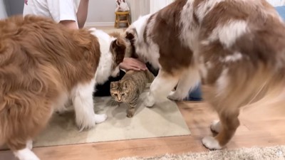 たまちゃんと2匹
