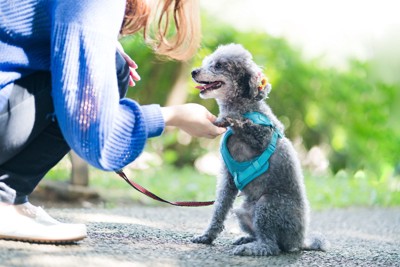 女性にオテをするトイプードル