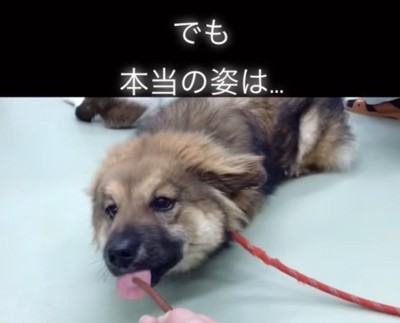 お茶目なシードくん。
