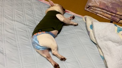 遊び疲れて爆睡中