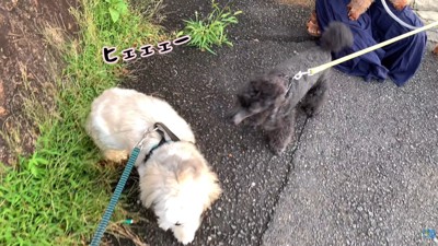 やっぱり逃げてしまいました