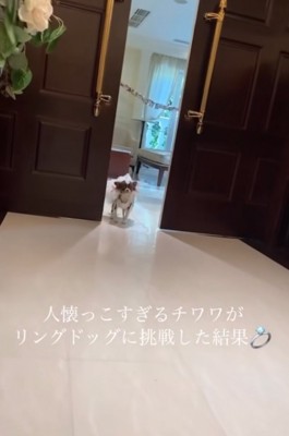 扉が開いて登場するチワワ