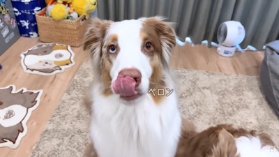 舌を出すガルチェロくん