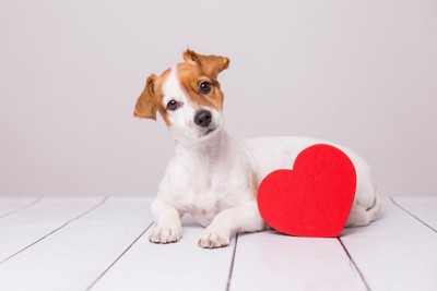 赤いハートのモチーフを抱いて首を傾げる犬