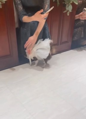 挨拶するチワワ