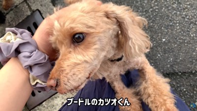 ふれあいを楽しむママさん