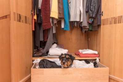 タンスにいる犬