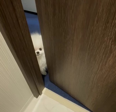 わたあめみたいな侵入者♡