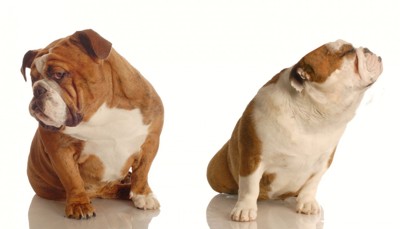 顔を背け合っている2頭の犬