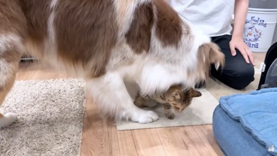 たまちゃん大好きなガルチェロくん