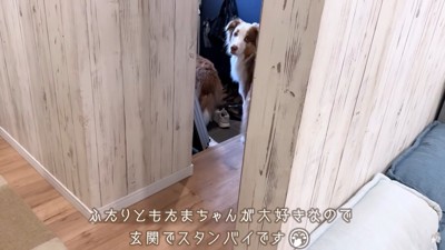 玄関で待つ2匹