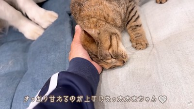 ママに甘えるたまちゃん