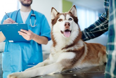 診察台の上にいる犬のそばで話し合う飼い主と獣医師