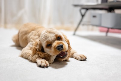 歯磨きガムを噛む犬