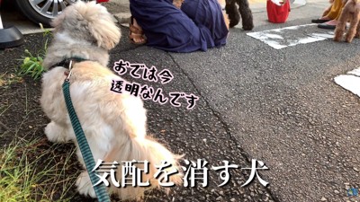 気配を消すてんぽさん