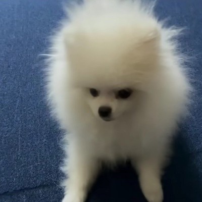 回収されるも…