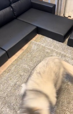 喜んで回る大型犬