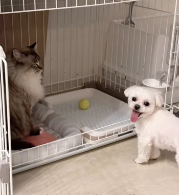 飼い主さんを見るちゃむさん