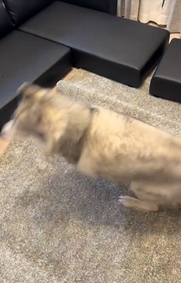 喜んで回る大型犬