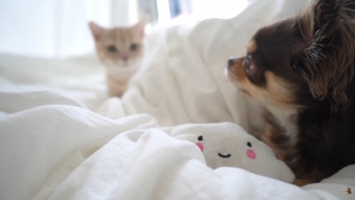 じーっと見ている…！