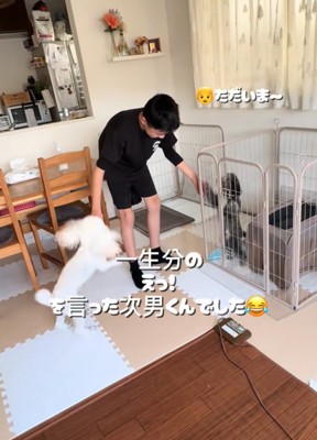 2匹のトイプードルと戯れる男の子