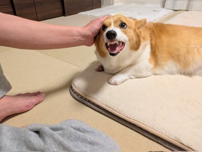 ムキッ