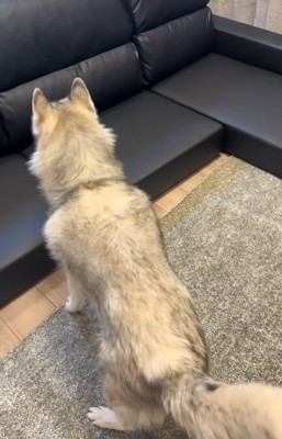 小型犬と遊ぶ大型犬