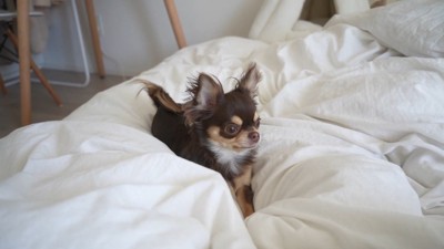 結局おもちゃを譲ってくれたうにちゃん