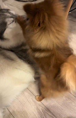 大型犬に甘える小型犬