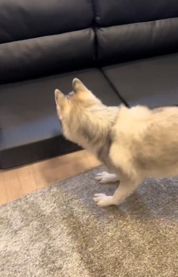 小型犬と遊ぶ大型犬