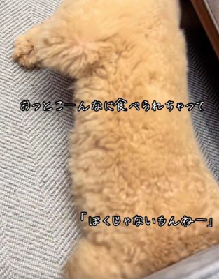 突然ソファの下に!